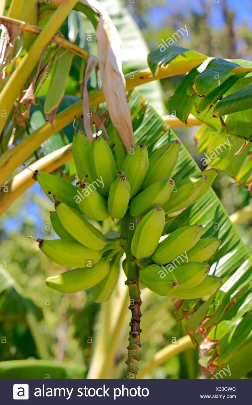 Banana Tree Musa Paradisiaca High Resolution Stock Photography and