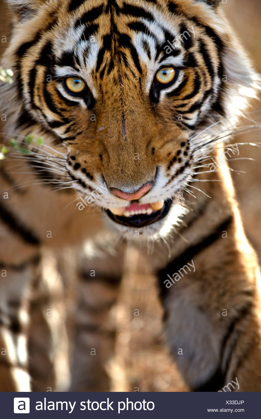 Bengal Tiger (Panthera tigris tigris) stalking. Ranthambore. India Stock Photo