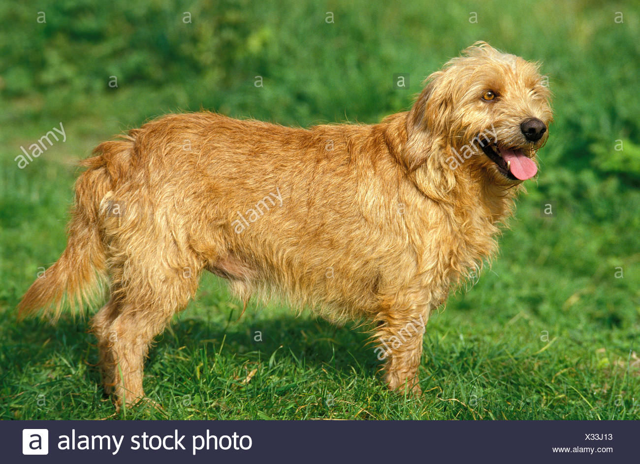 brittany basset dog