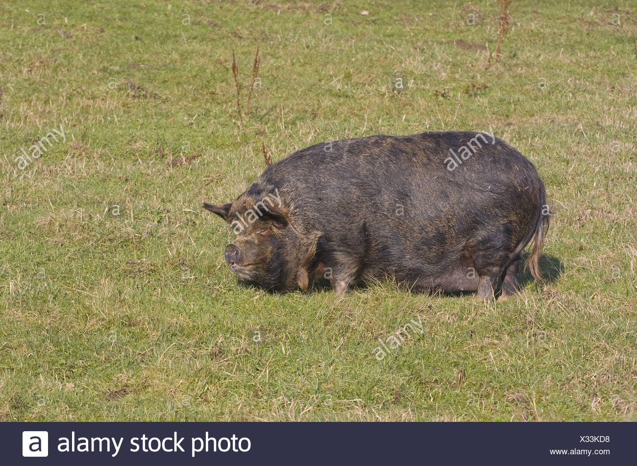 Pig Pigs Domestic Domesticated Farm Omnivore Omnivores Mammal Mammals Animal Animals Livestock Pot Belly Pot Bellied Stock Photo Alamy