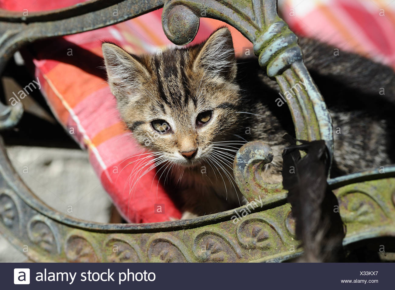 Domestic Cat European Shorthair Tabby Kitten Lying On A Garden