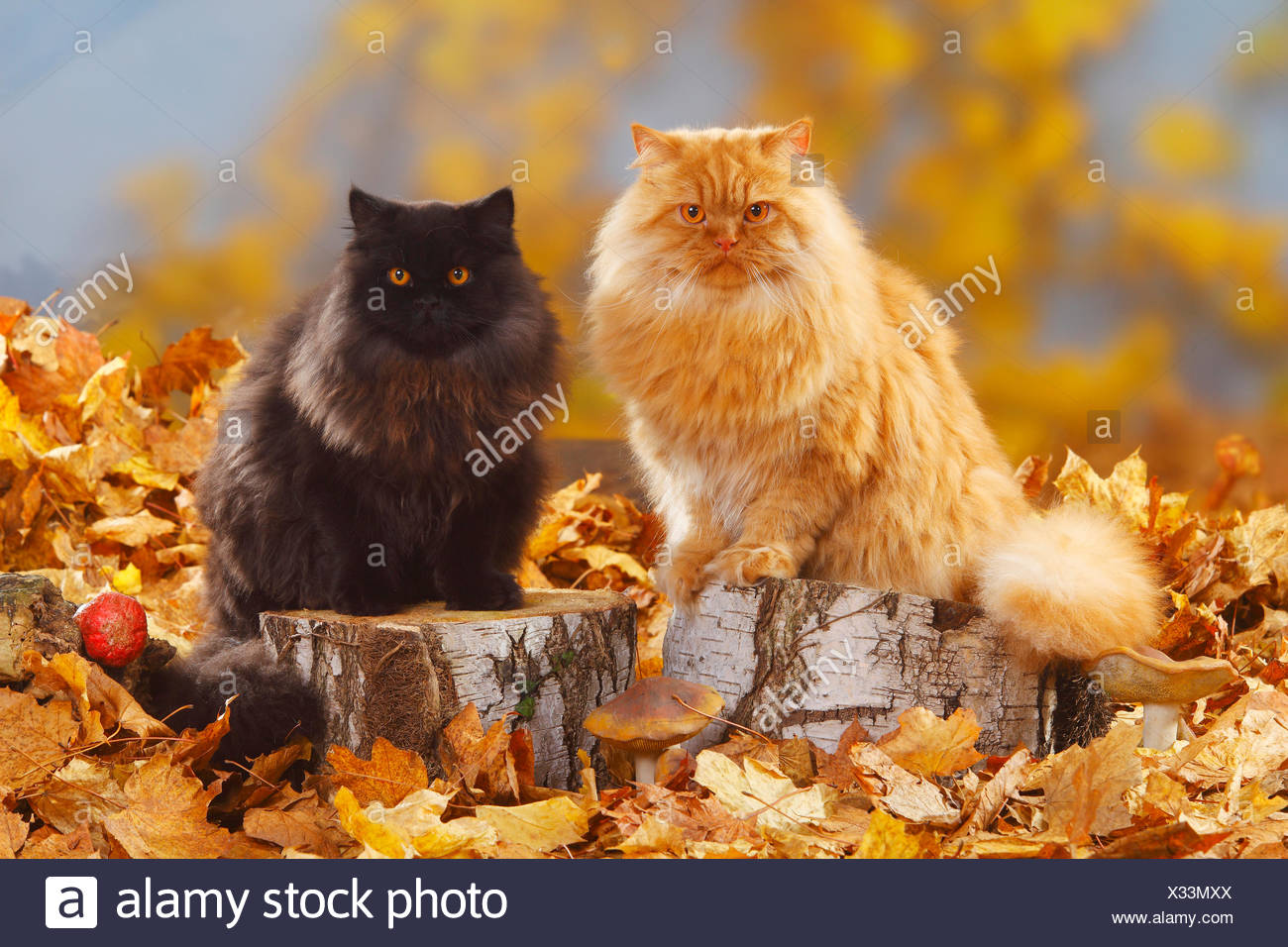 British Longhair Cats High Resolution Stock Photography and Images - Alamy