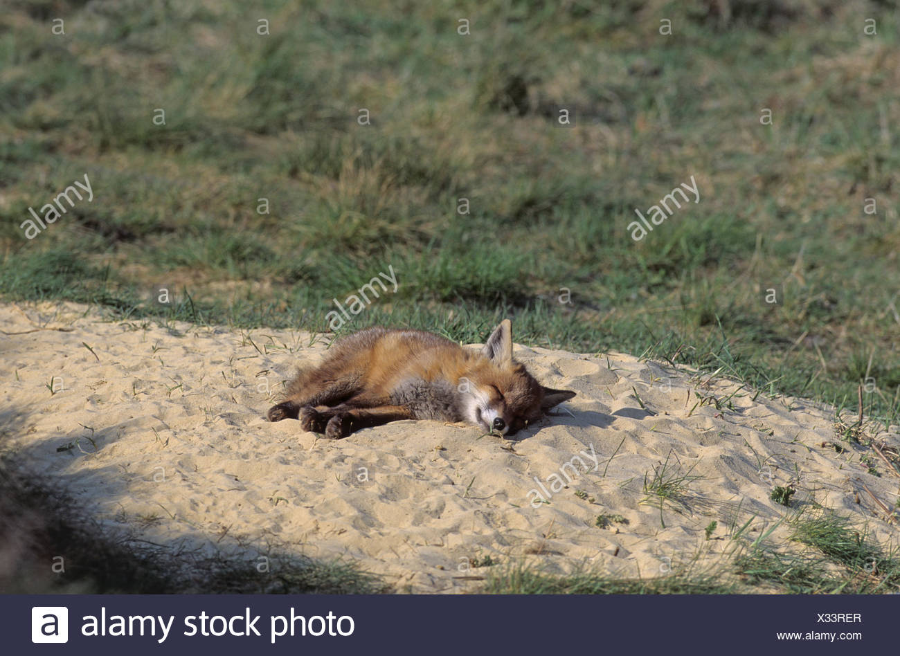 Foxs Burrow High Resolution Stock Photography and Images Alamy