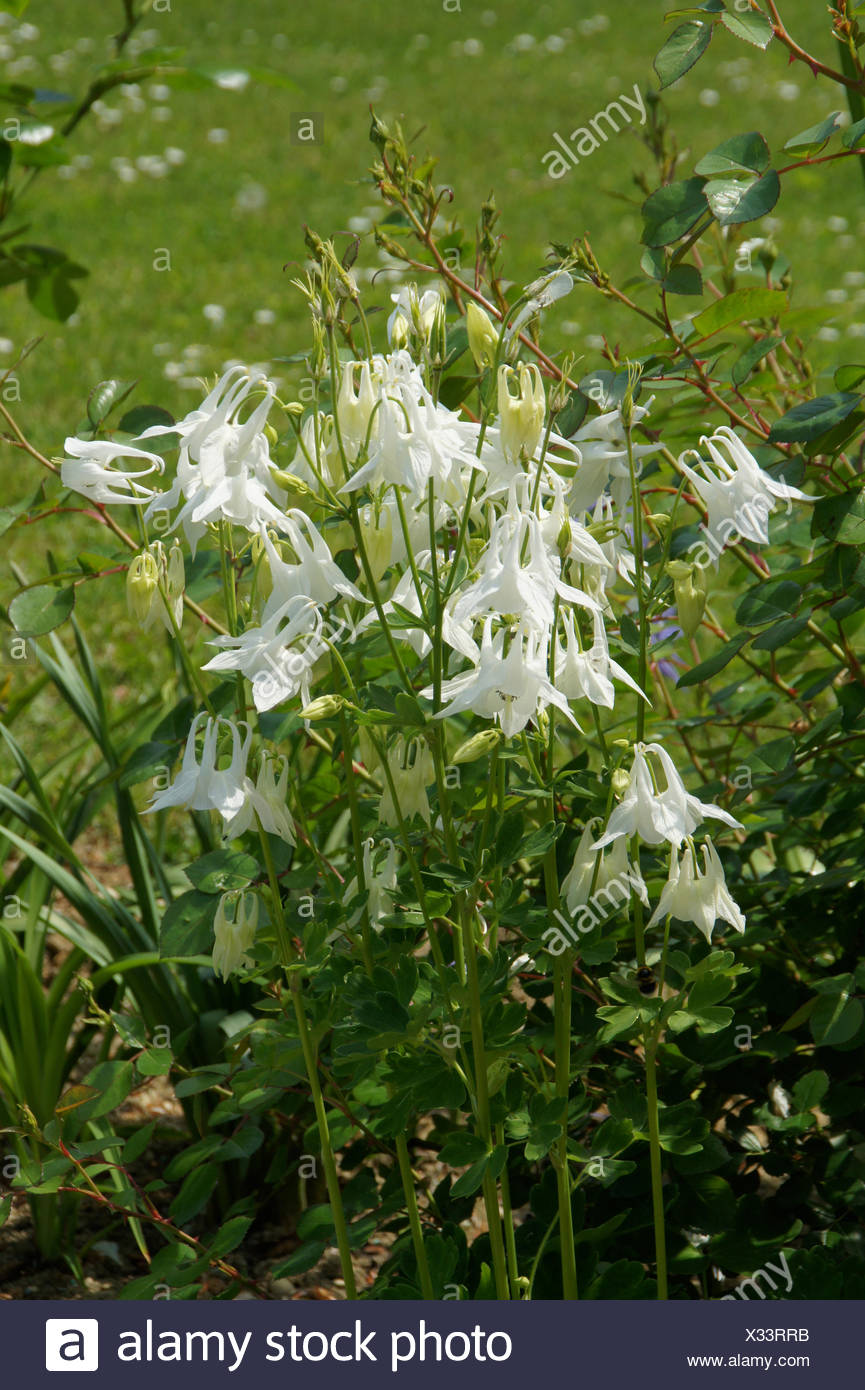 Aquilegia vulgaris Akelei Alba