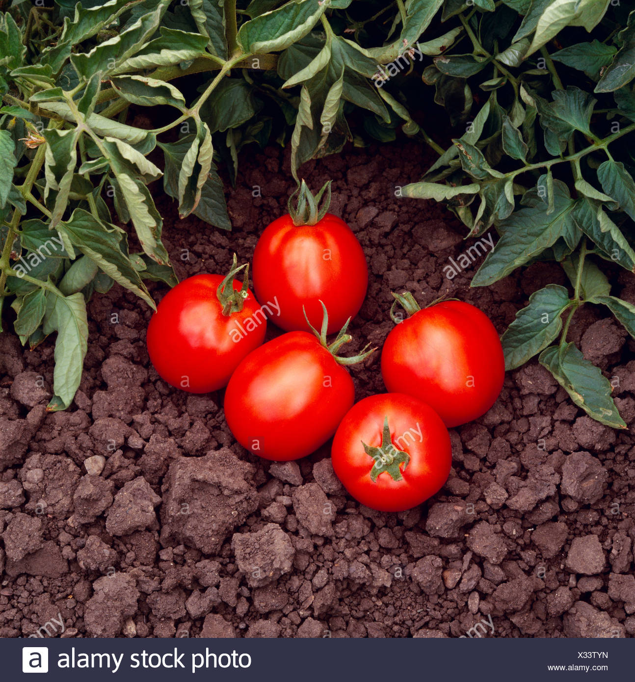 Mature Processing Tomatoes Stock Photos Mature Processing Tomatoes Mature processing tomatoes stock photos mature processing tomatoes