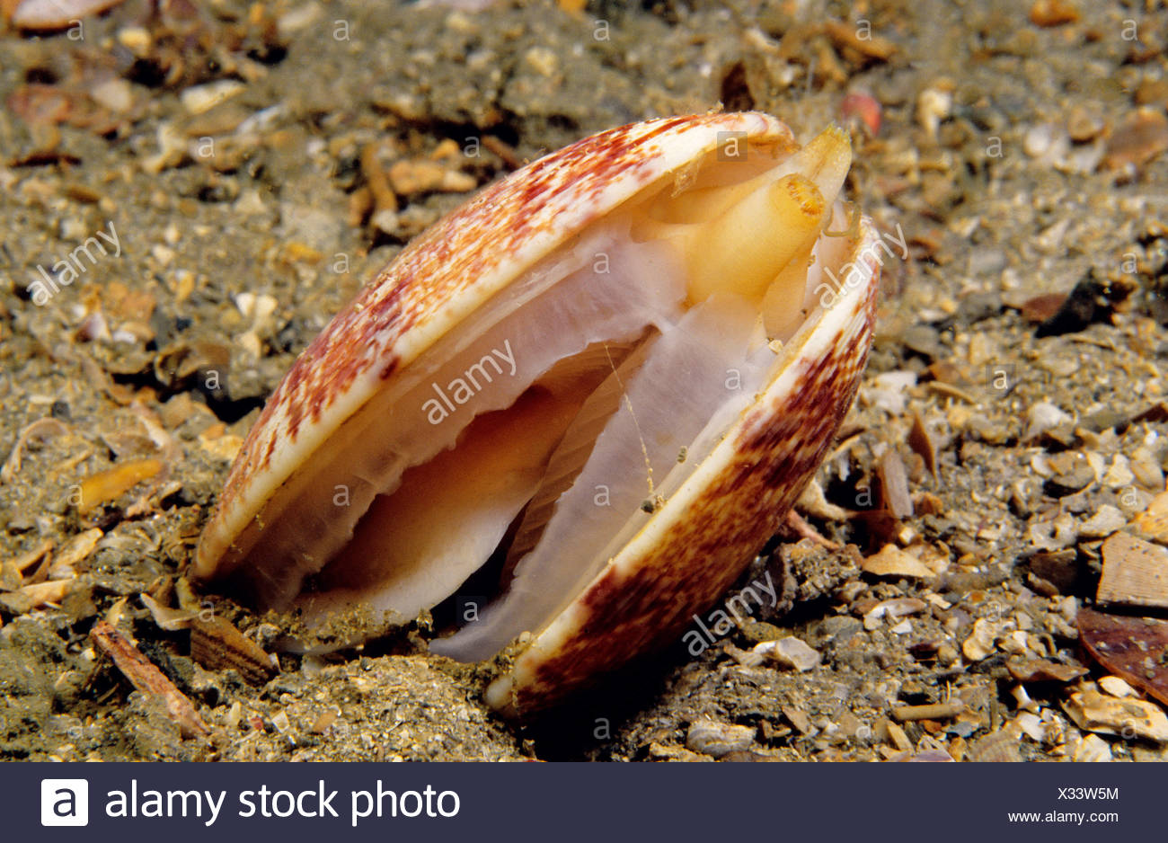 Venus Clam Stock Photos & Venus Clam Stock Images - Alamy