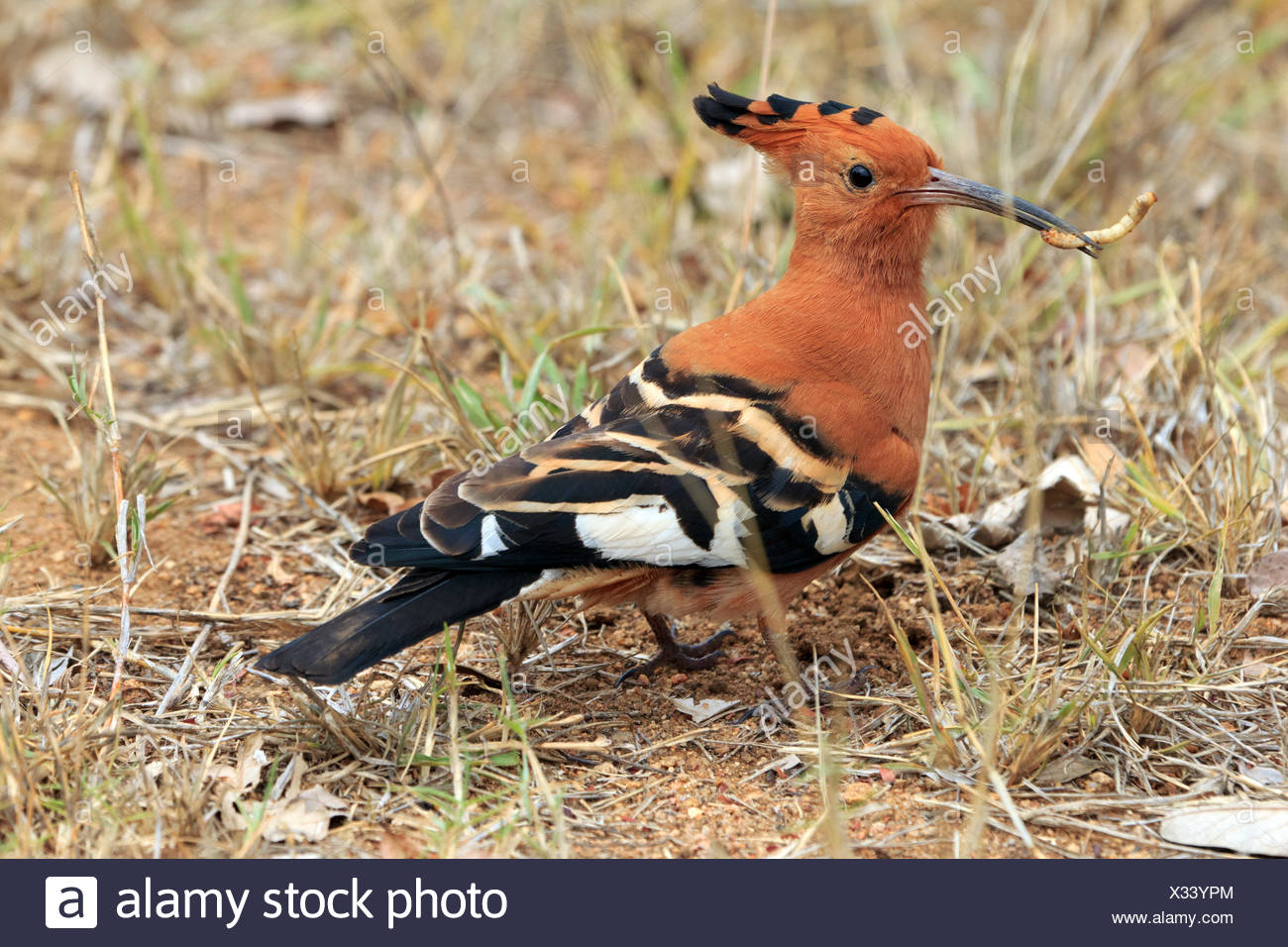 african hoope Stock Photo