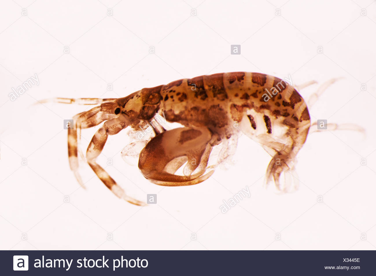 Amphipod High Resolution Stock Photography and Images - Alamy
