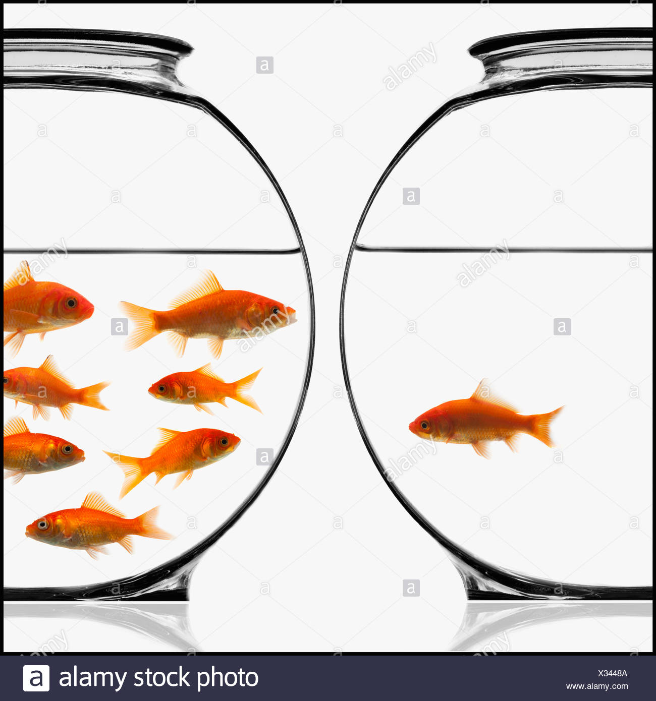 Goldfish Bowls Stock Photos & Goldfish Bowls Stock Images Alamy
