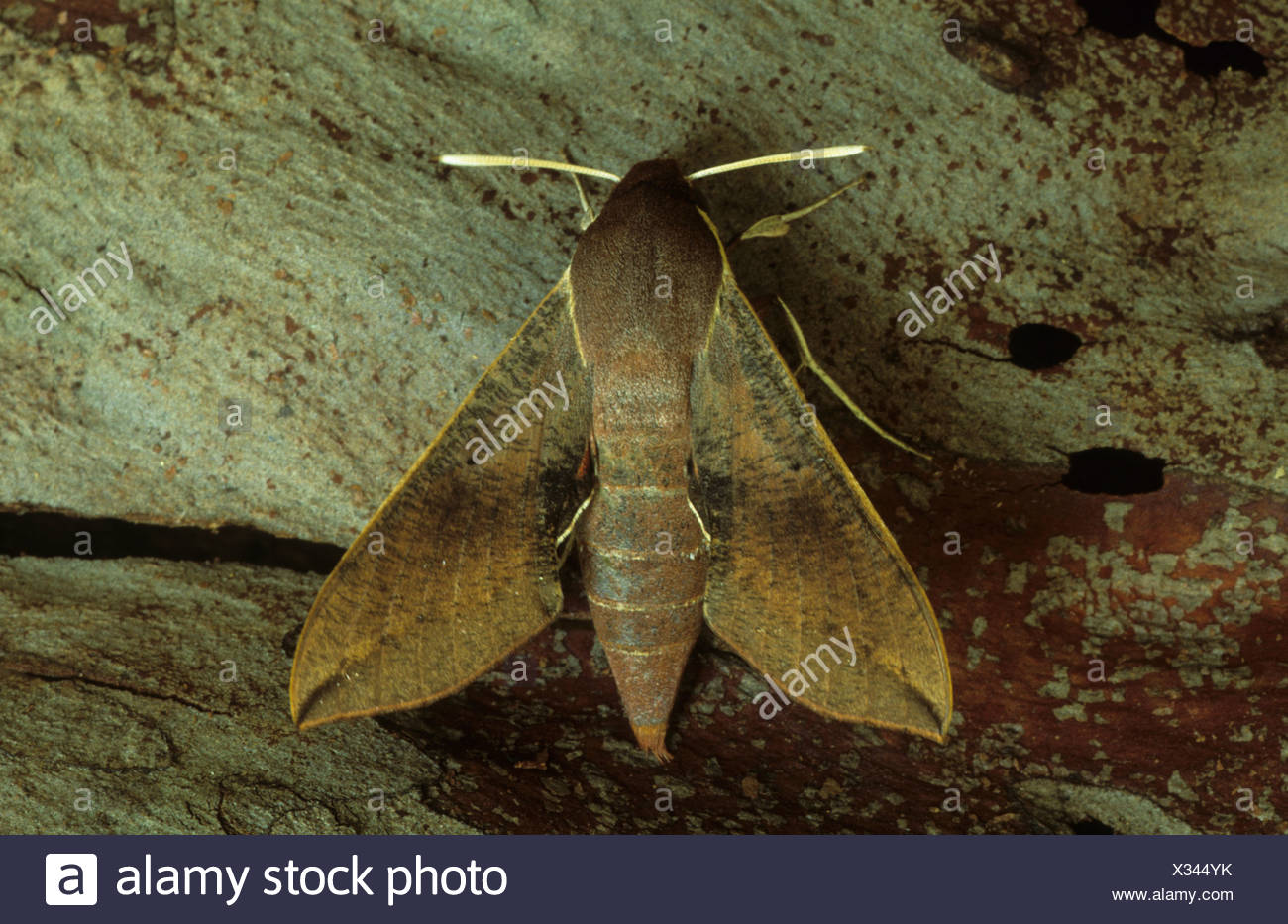 Types Of Moths In Qld