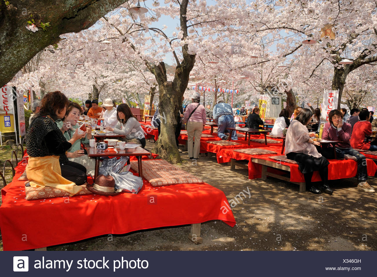 Cherry Blossom Festival In Maruyama Park In Kyoto Japan