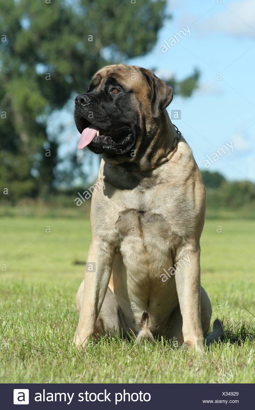 Old English Mastiff Stock Photo 277304785 Alamy