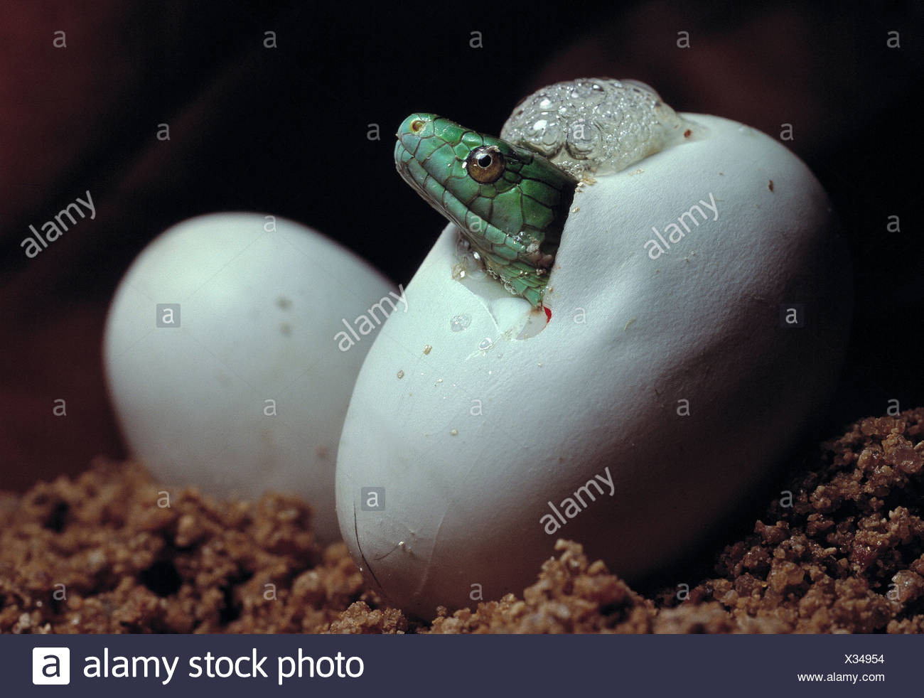 Hatching Reptiles Egg Stock Photos & Hatching Reptiles Egg Stock Images