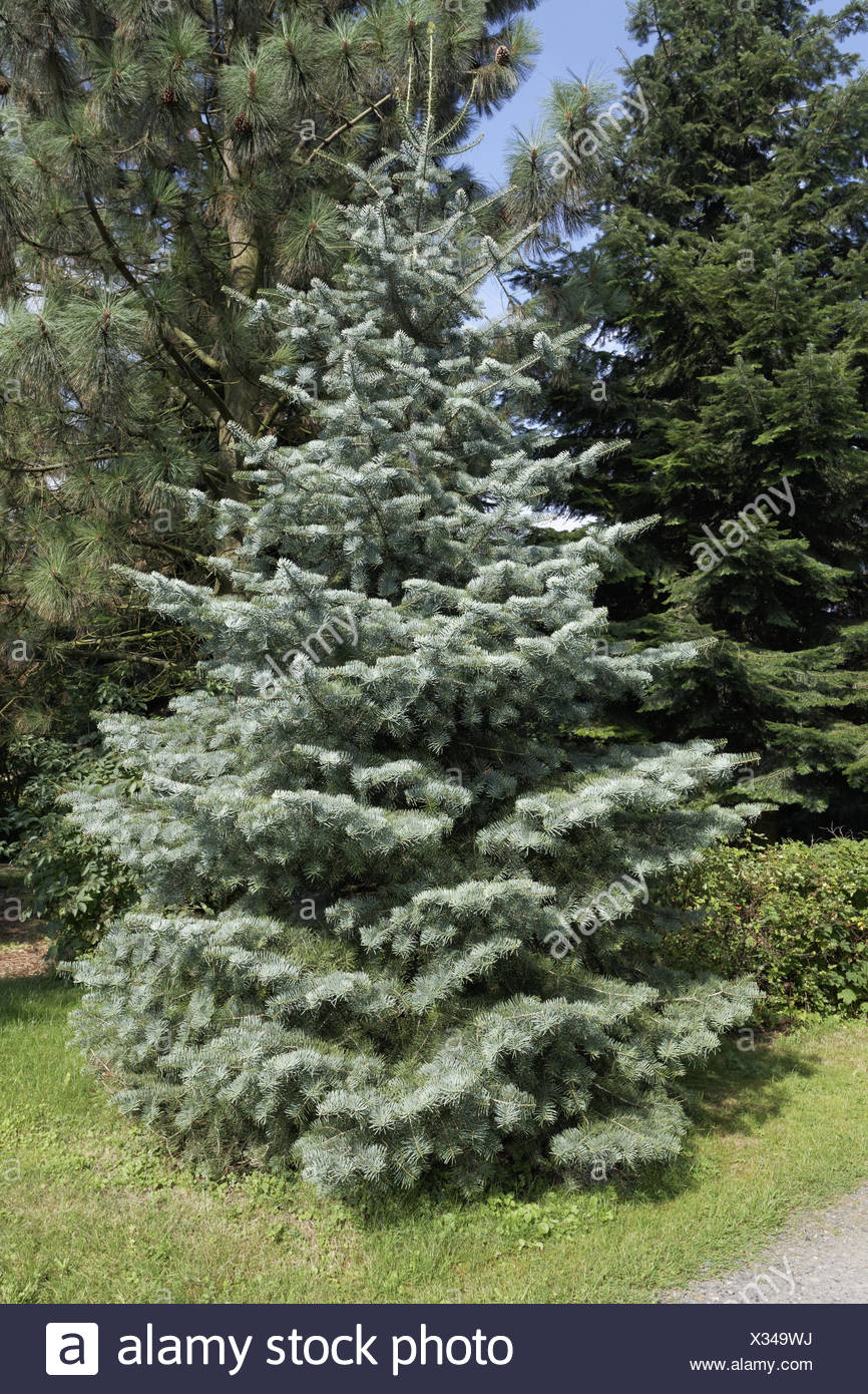 Colorado Fir Tree High Resolution Stock Photography and Images Alamy
