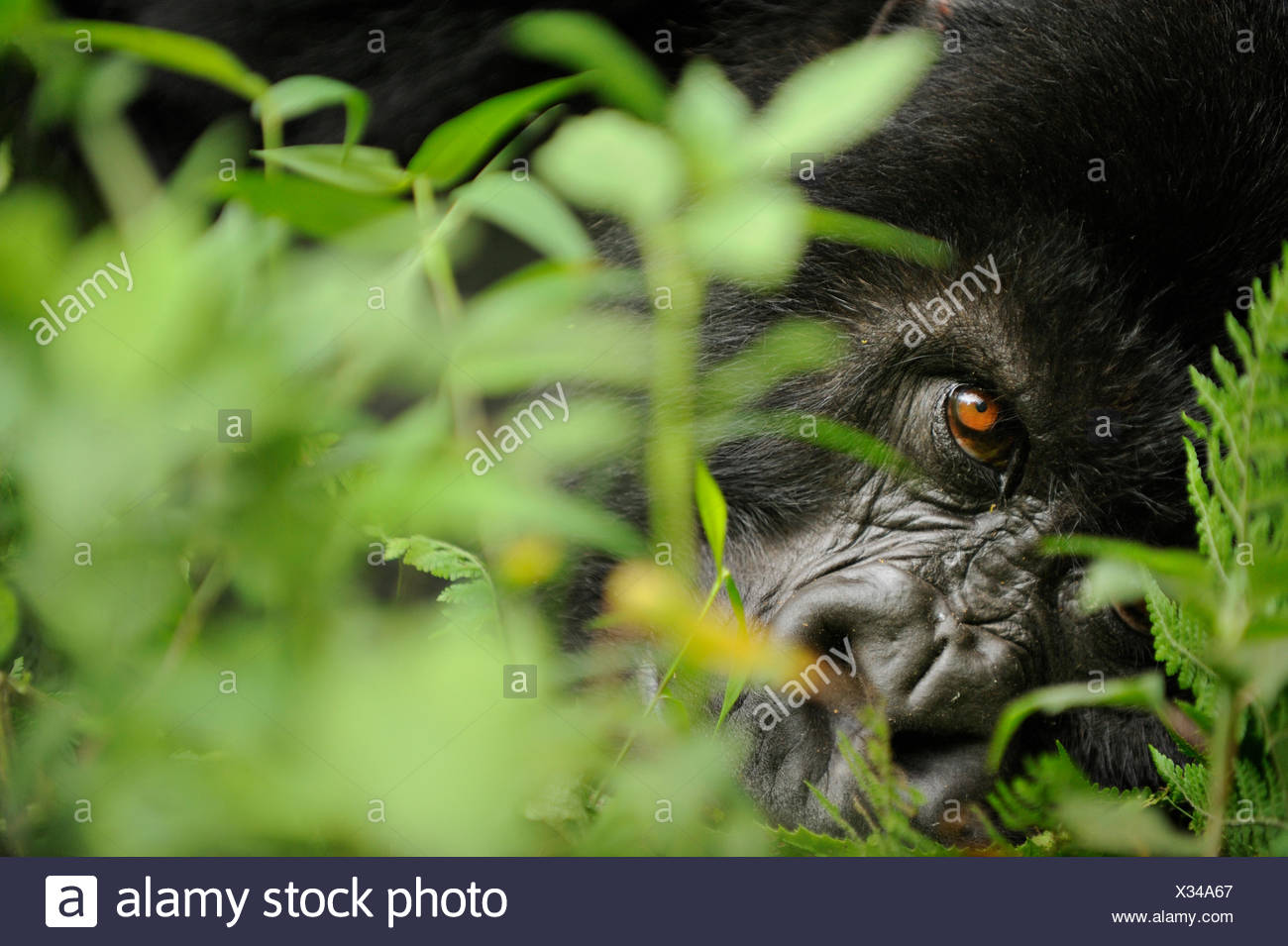Gorillas Eyes Up Close High Resolution Stock Photography and Images Alamy