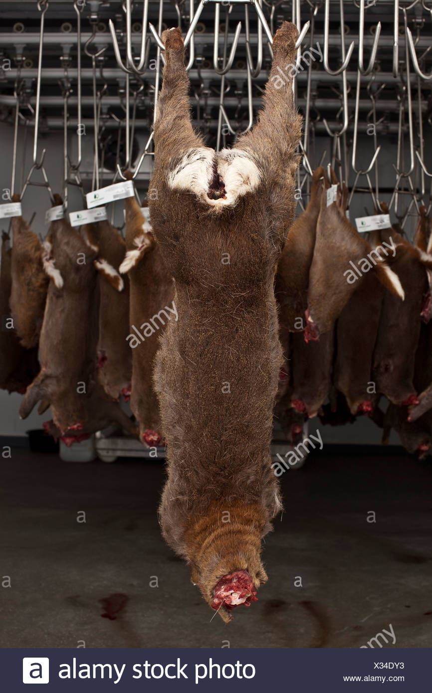 Dead Deer High Resolution Stock Photography and Images Alamy