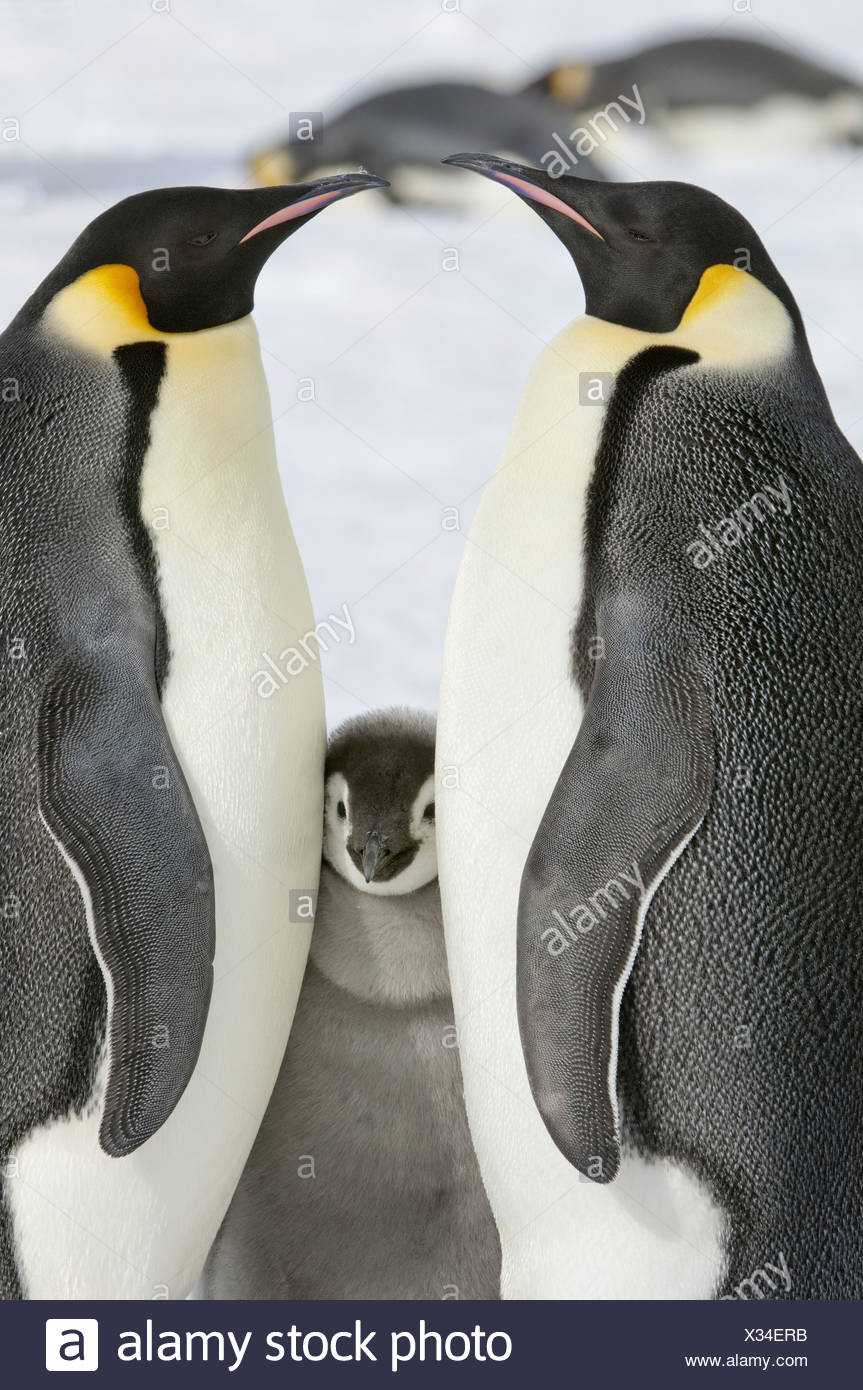 Baby Emperor Penguin High Resolution Stock Photography and Images - Alamy
