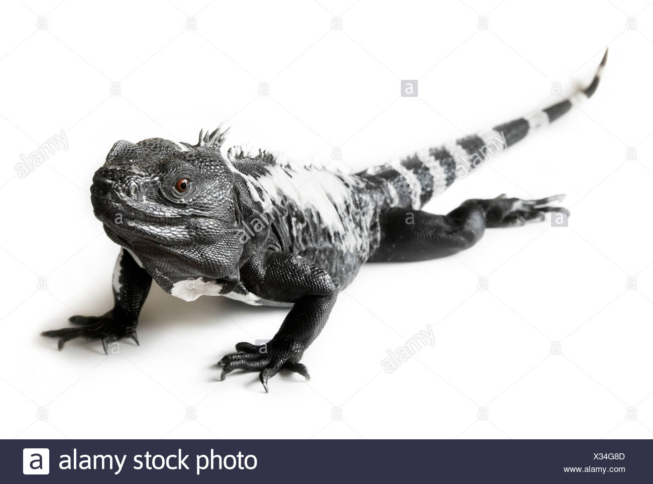 Black and white spiny tailed iguana in a studio setting Stock Photo - Alamy