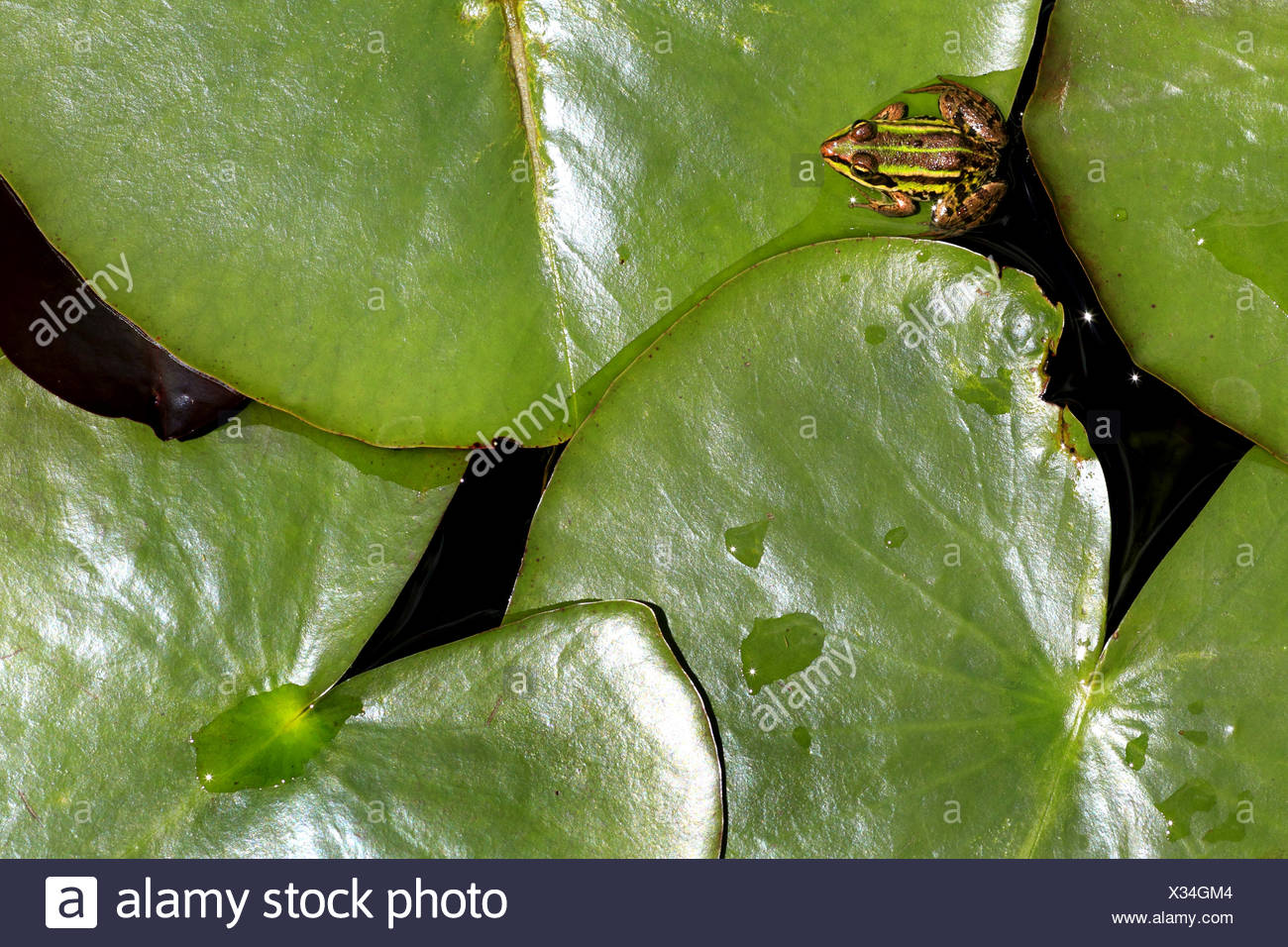 Lily Pads From Above High Resolution Stock Photography And Images Alamy