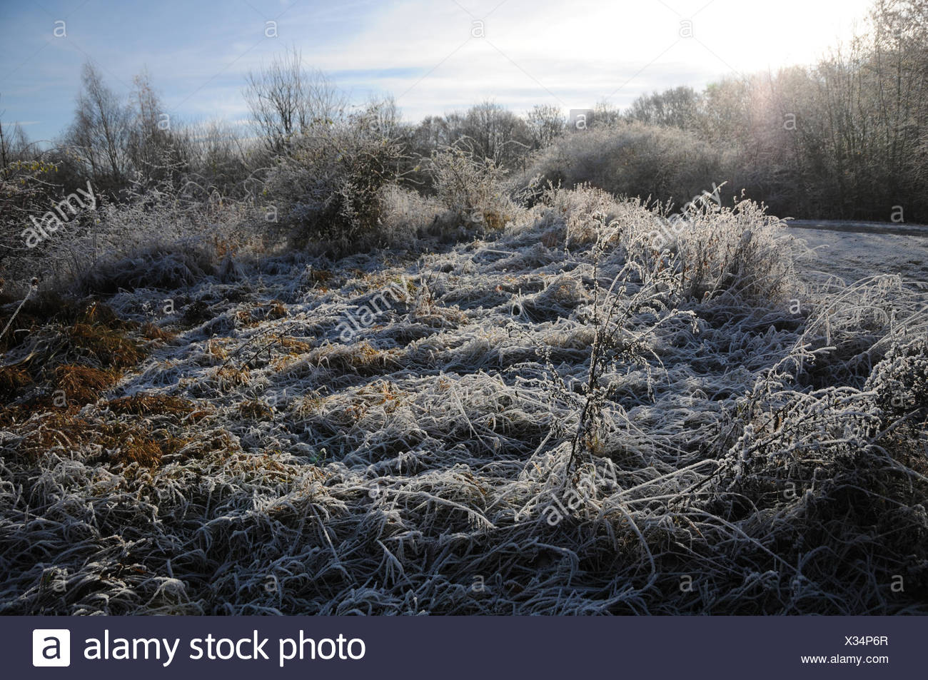 Winter Gemuse Garten Stock Photos Winter Gemuse Garten Stock