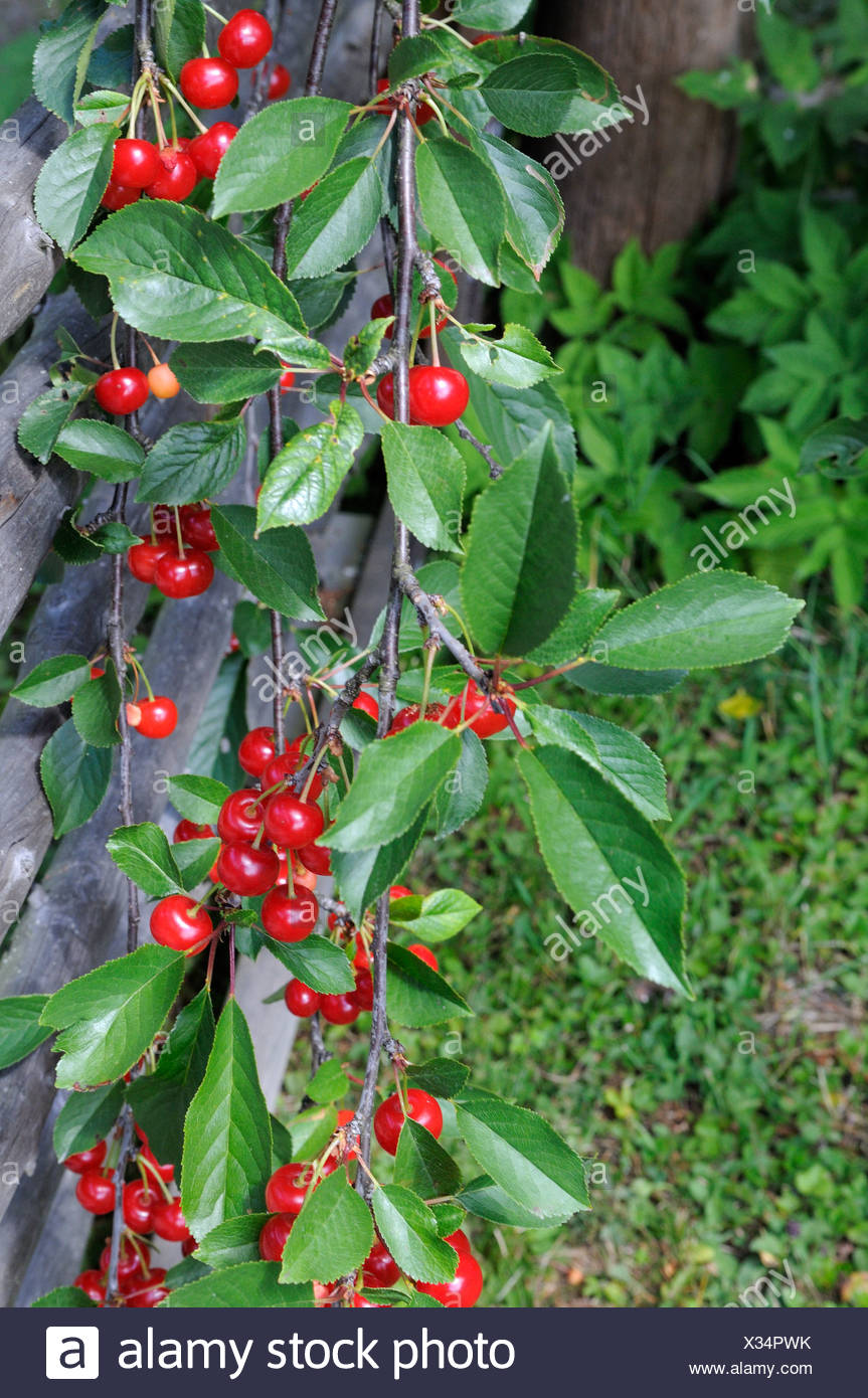 Dwarf Sour Cherry Tree High Resolution Stock Photography and Images Alamy