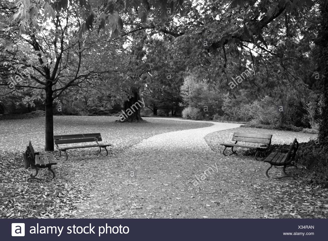 Fallen Tree Seat Black And White Stock Photos Images Alamy