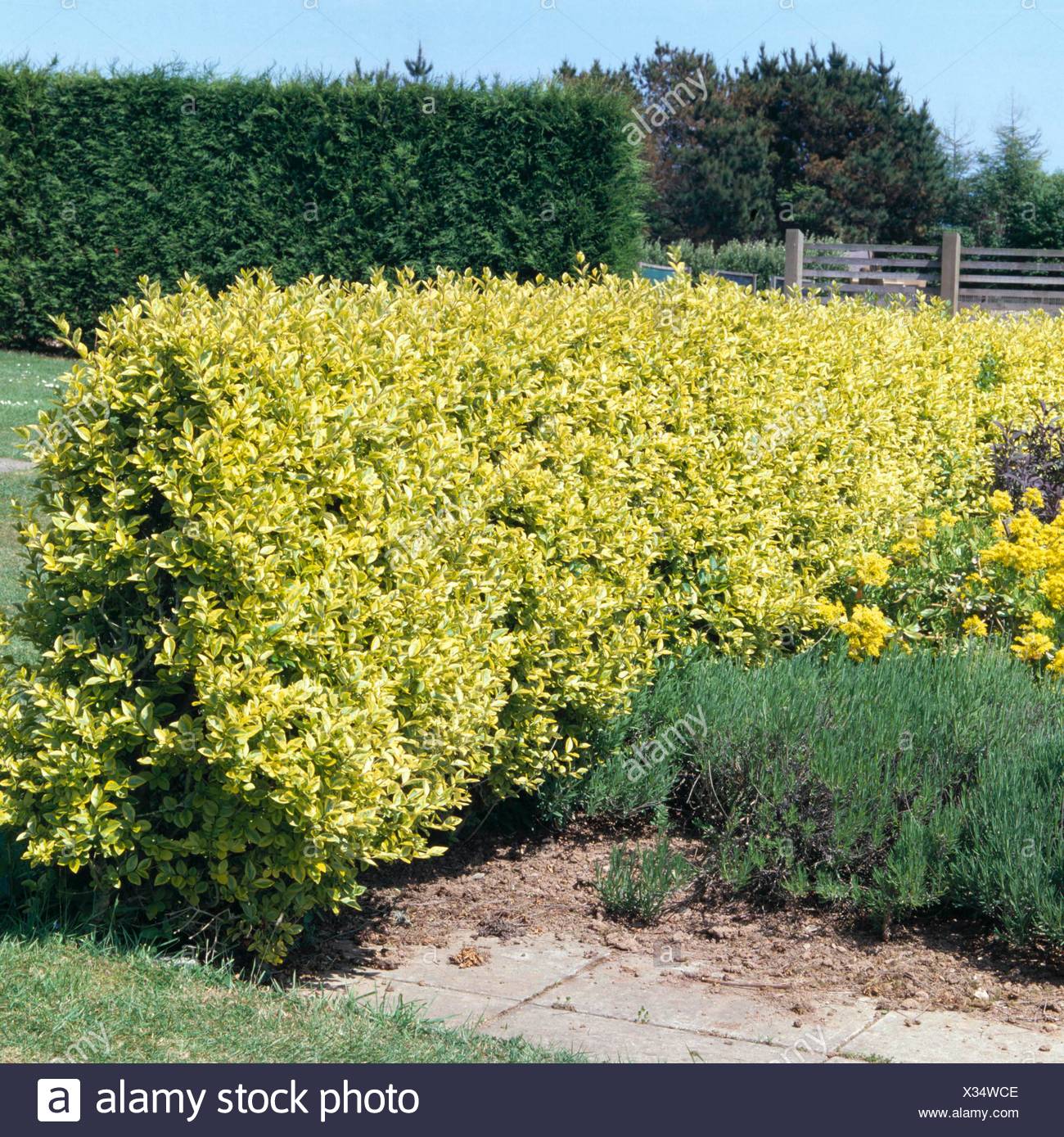 Hedge Of Ligustrum Ovalifolium Aureum Agm Golden Privet Hed032981 Stock Photo Alamy