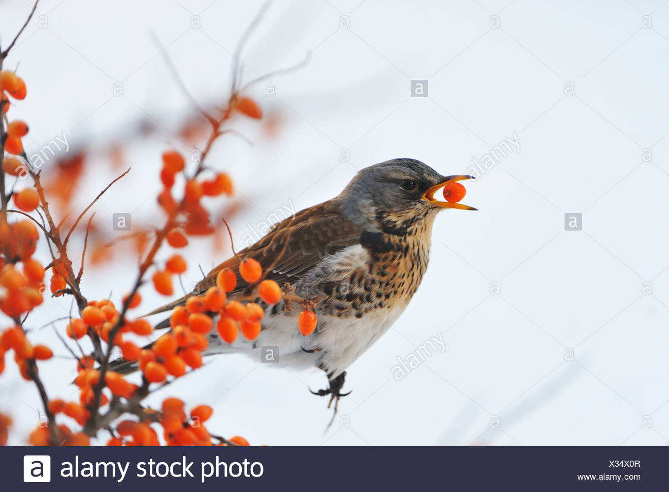 Fieldfare Stock Photo
