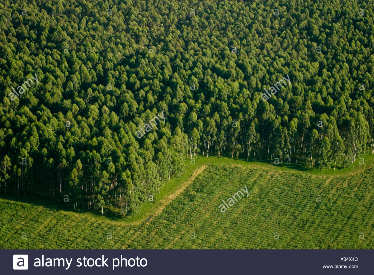 Aerial View Of Eucalyptus Trees At A Commercial Tree Farm Harvested Trees Are Exported As Logs Or Chips For The Paper Industry Stock Photo Alamy