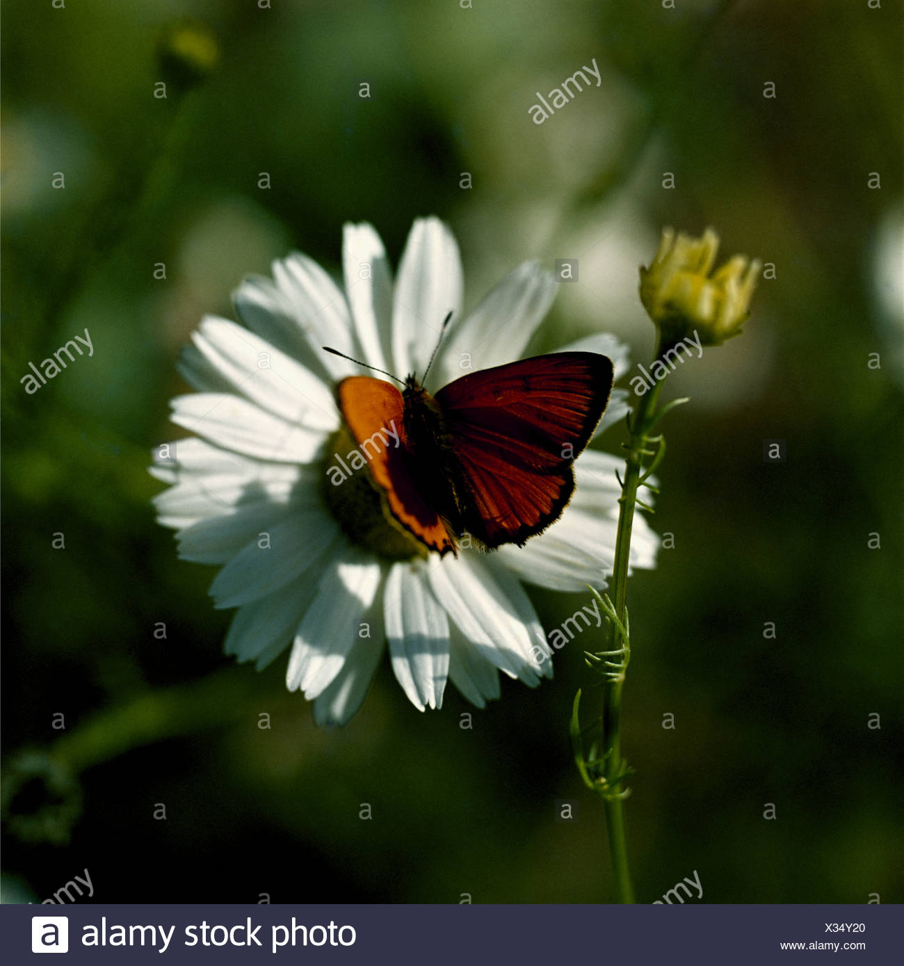 Close up of an orange butterfly on a white marguerite bloom Stock Photo