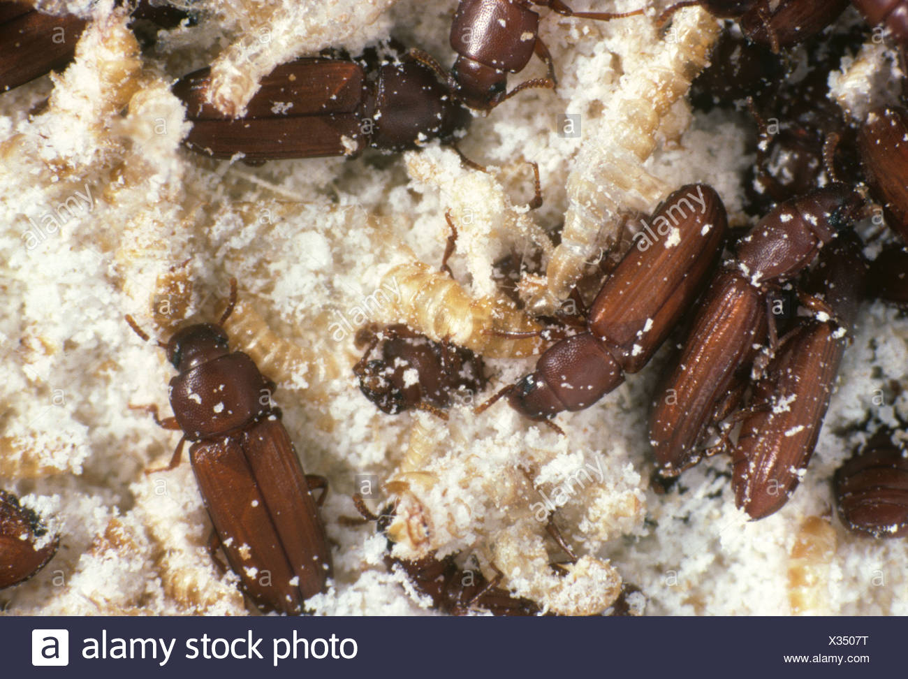 Flour Beetles High Resolution Stock Photography and Images Alamy