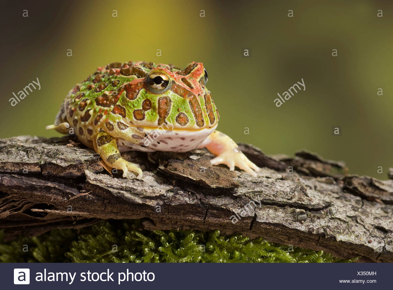 pacman frog natural habitat