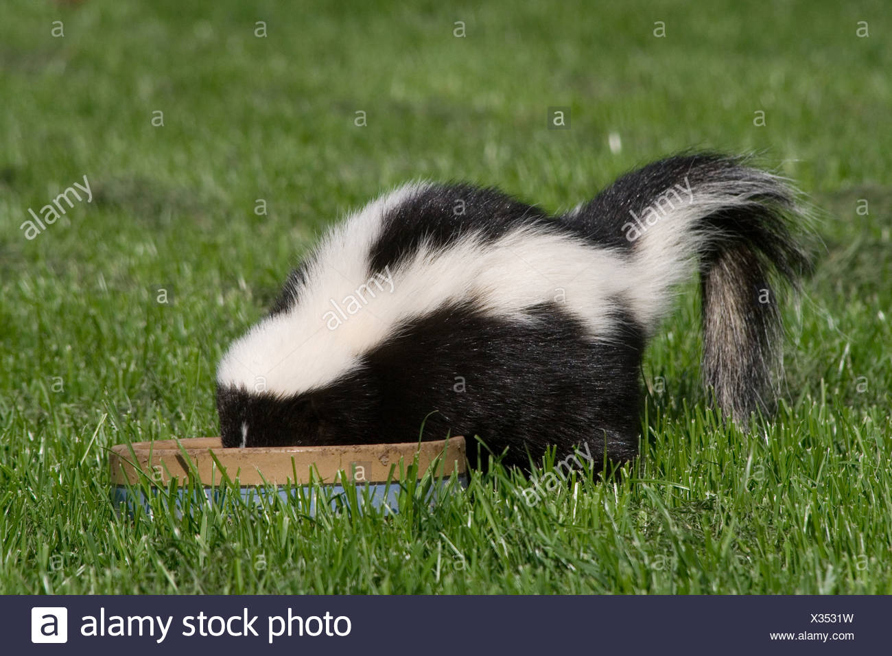 Skunk Eating High Resolution Stock Photography and Images Alamy