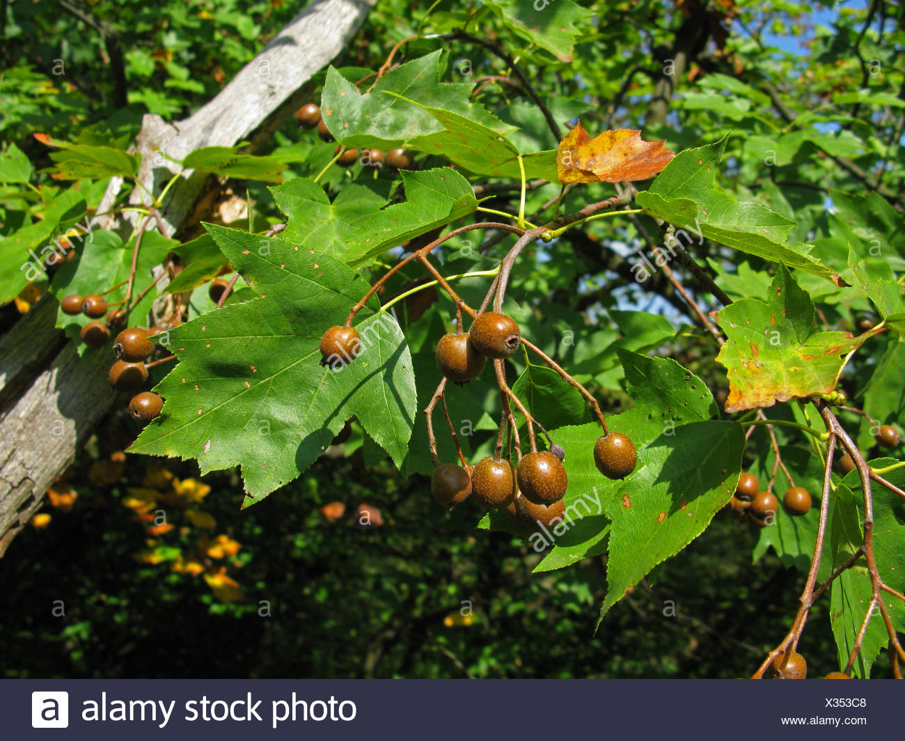 Wild Service Tree Sorbus Torminalis High Resolution Stock Photography and Images Alamy