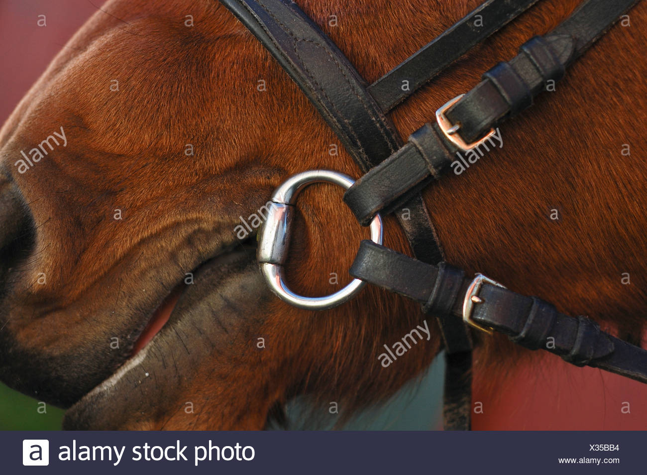 Bridle Mouth Stock Photos & Bridle Mouth Stock Images Alamy