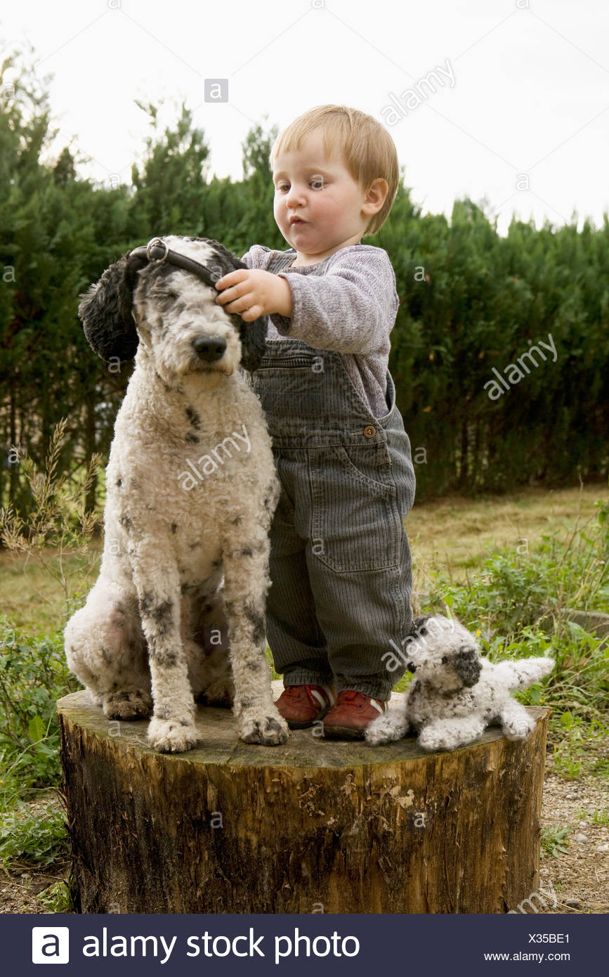 baby portuguese water dog