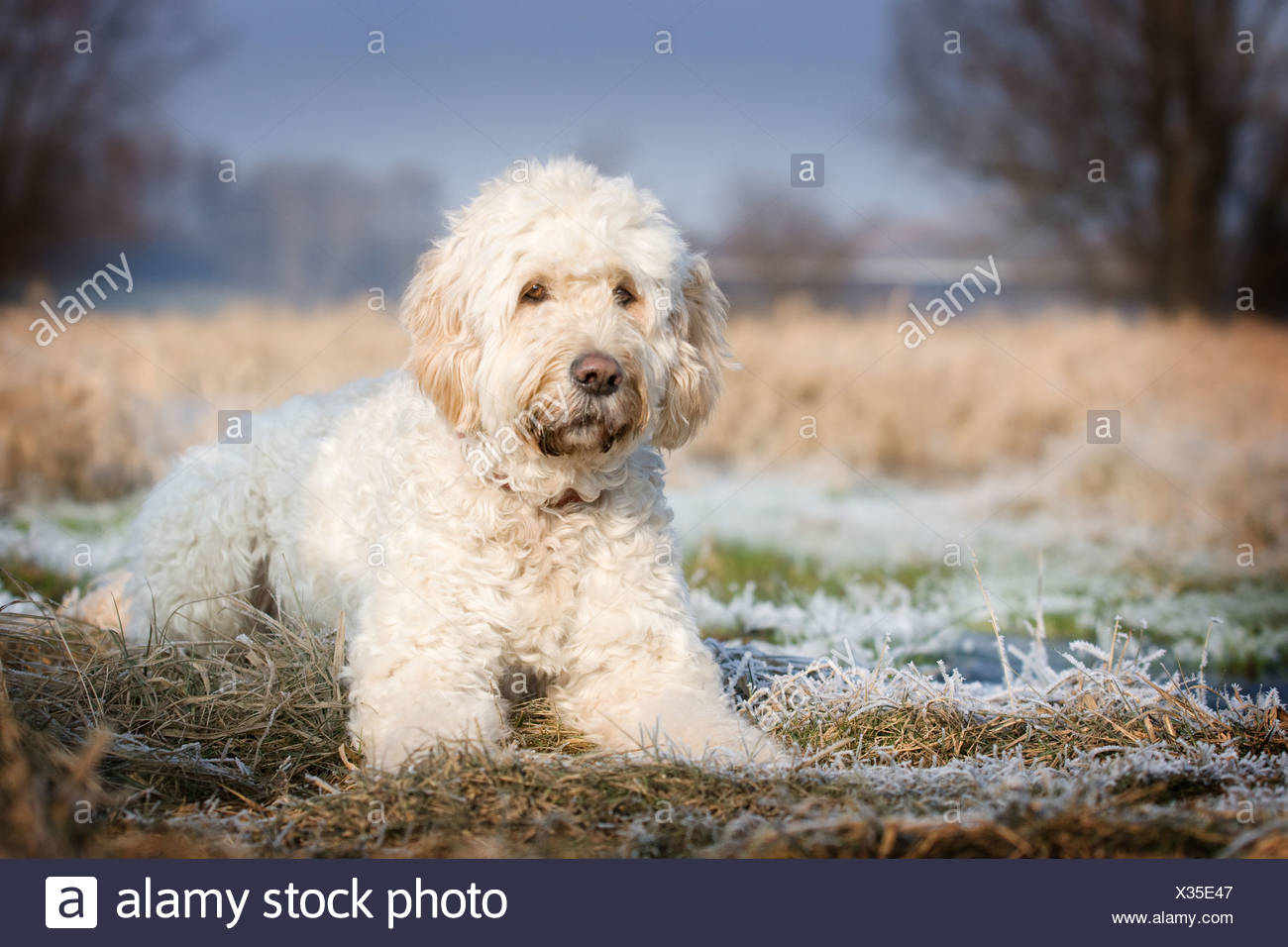 greenfield goldendoodles