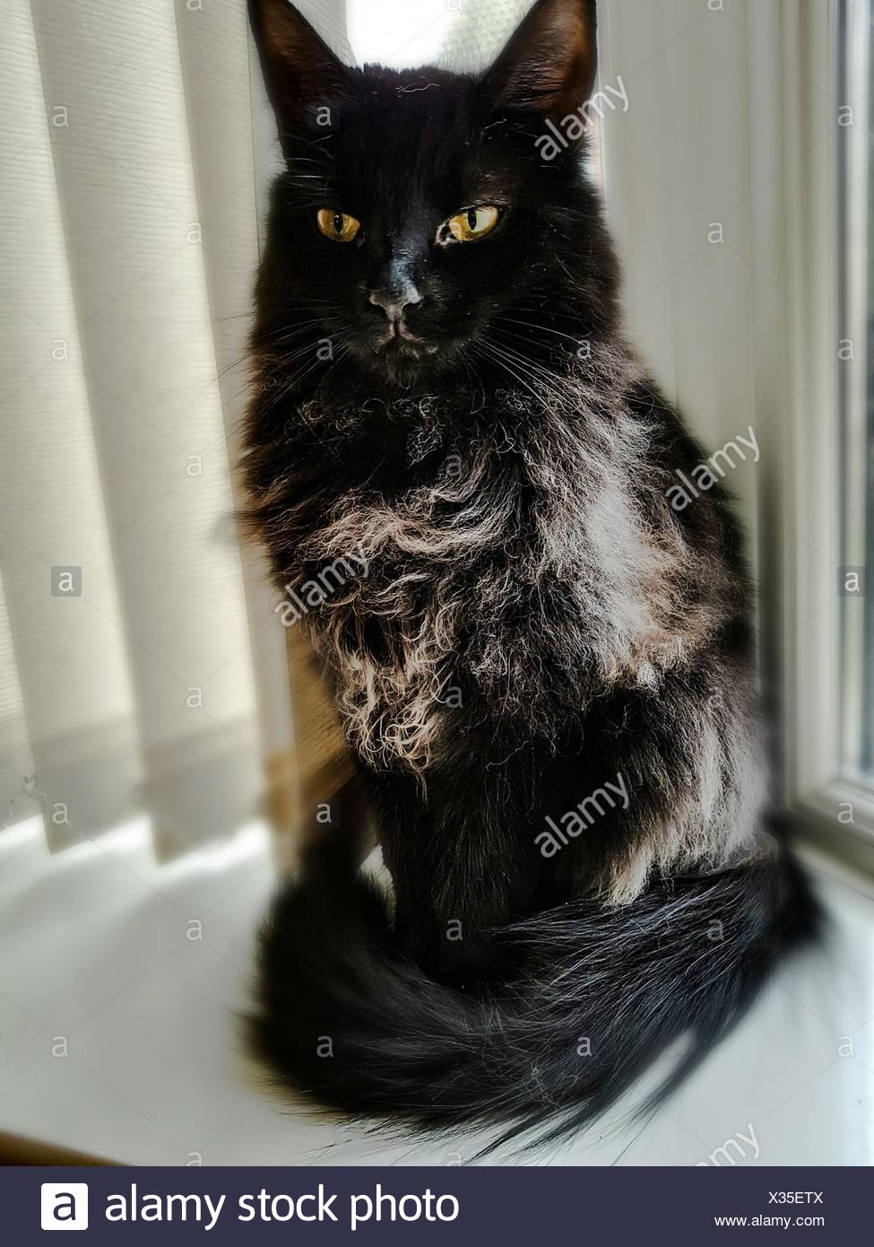 Black Smoke Mainecoon Cat Beautiful Amber Eyes Stock Photo
