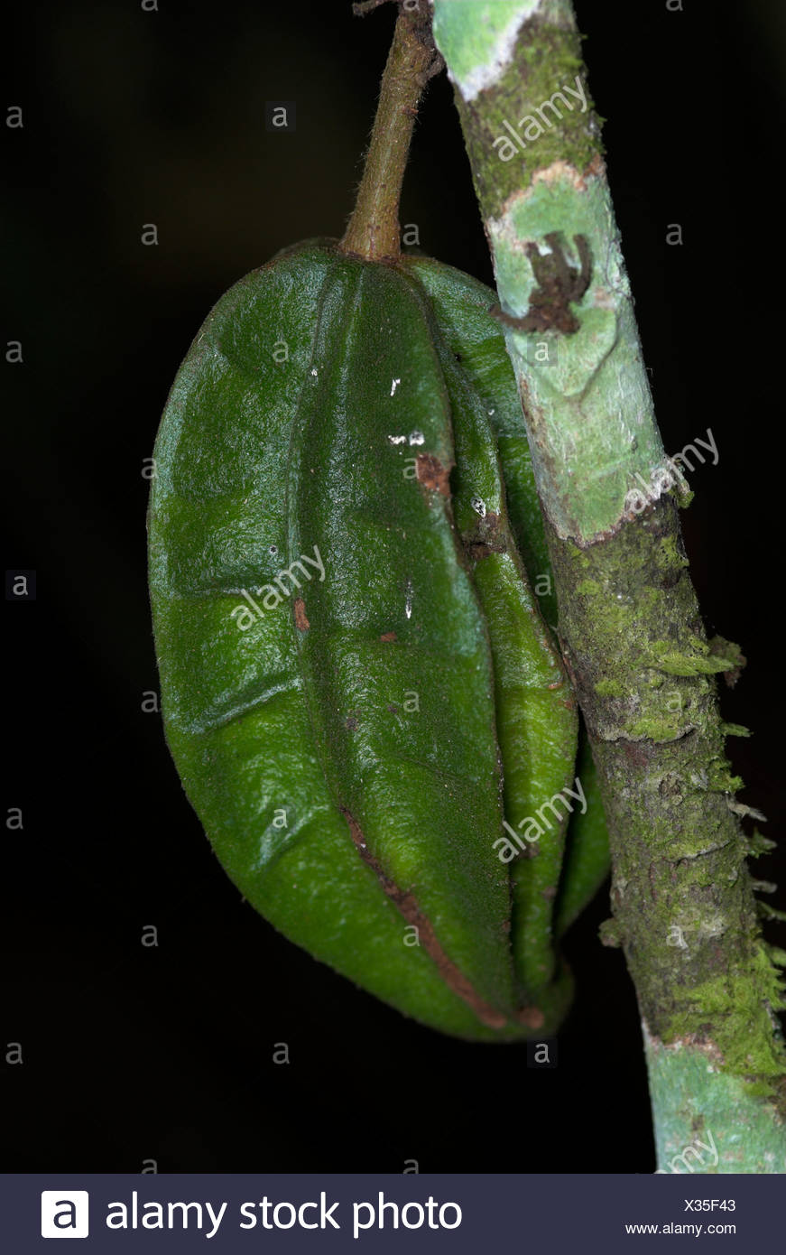 Cocoa pod Theribroma cacoa cauliflorous unripe fruit on tree Iquitos Peru Stock Photo