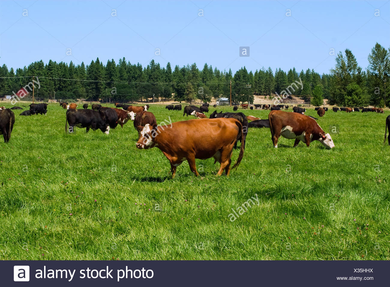 Grass Feed Cattle High Resolution Stock Photography and Images - Alamy
