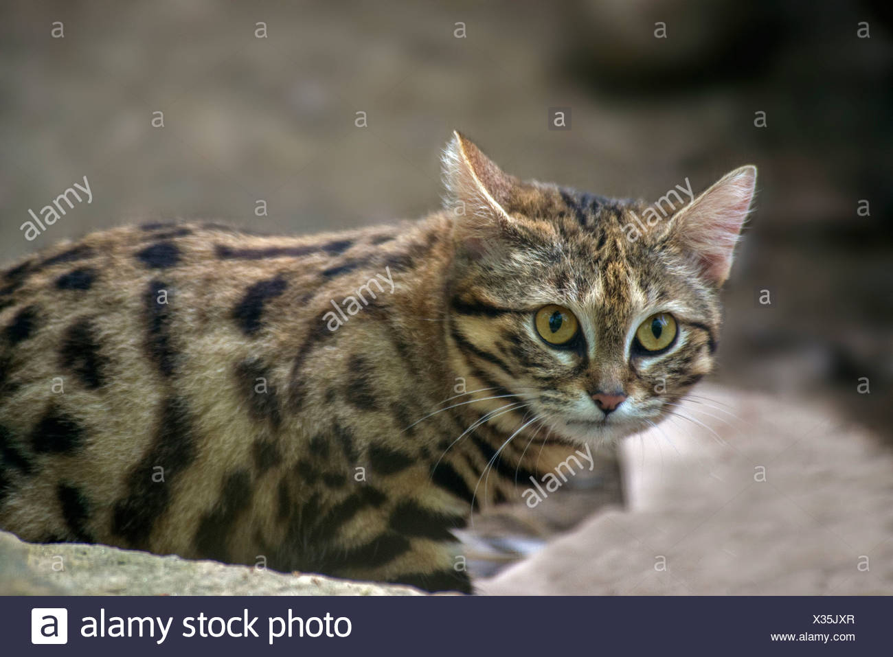 smallest african cat