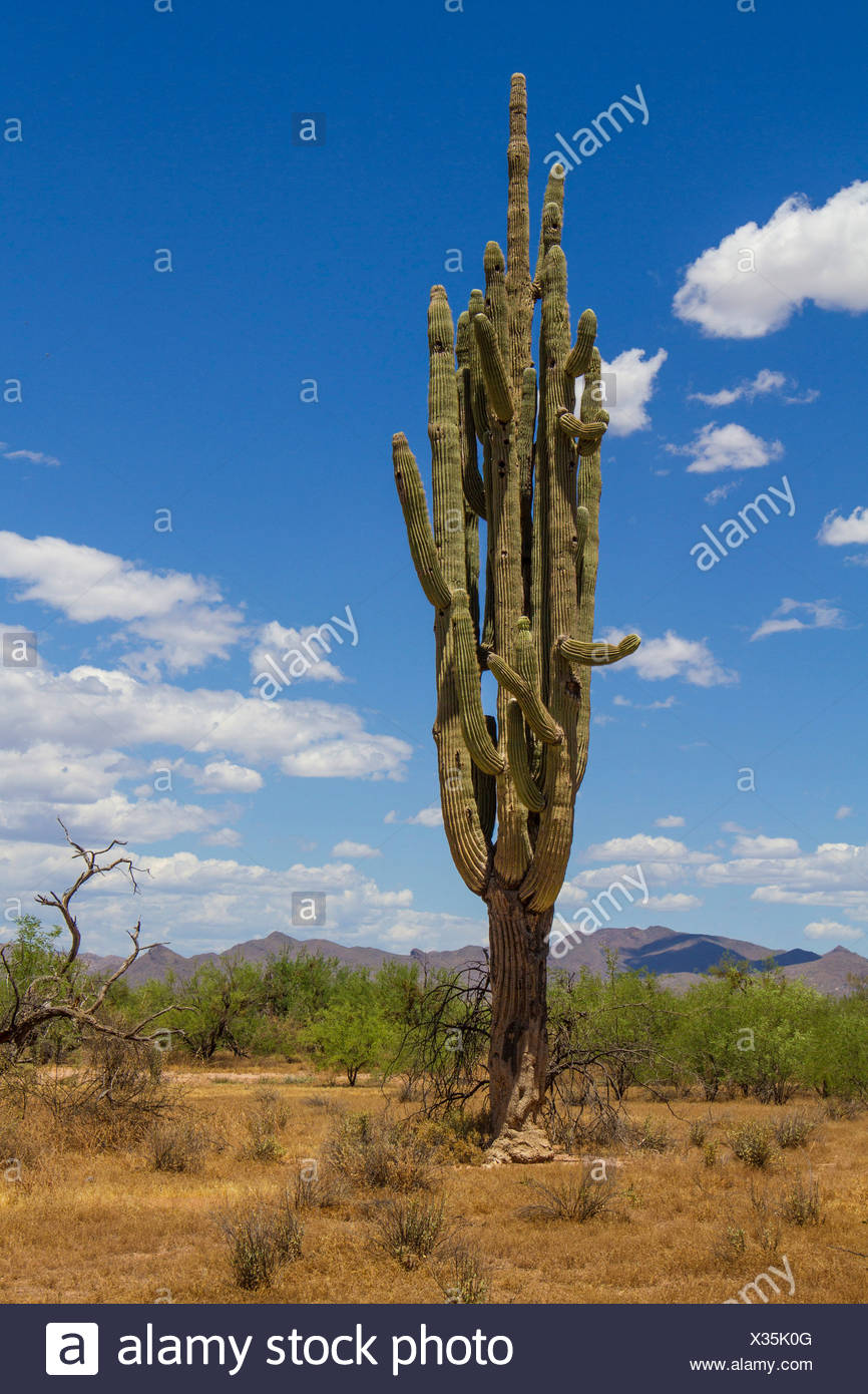 200 cactus