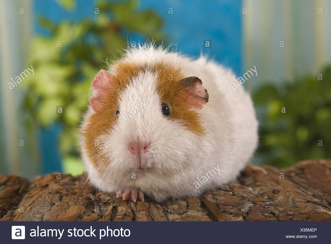 guinea pig us teddy