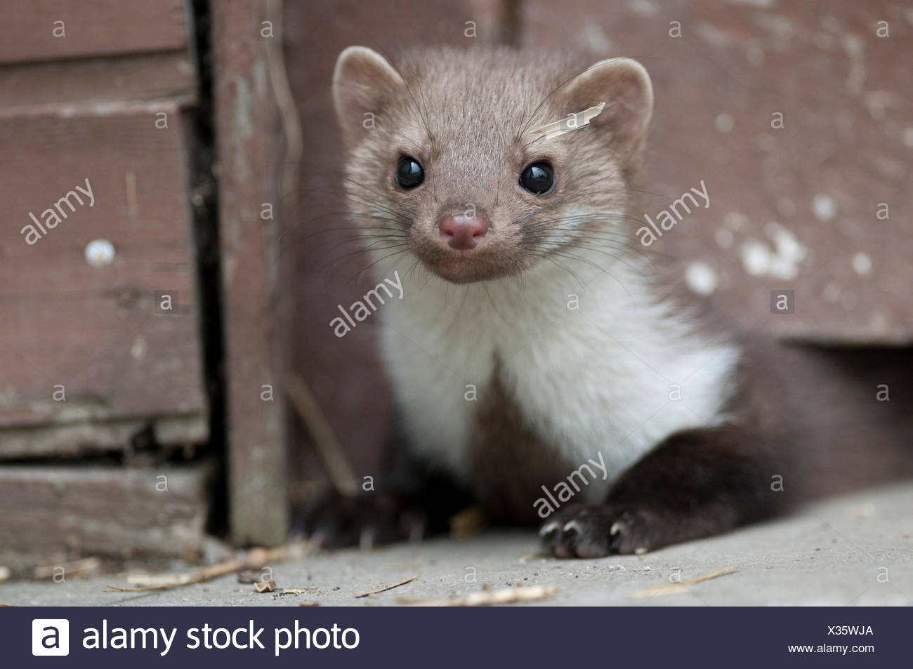 white marten