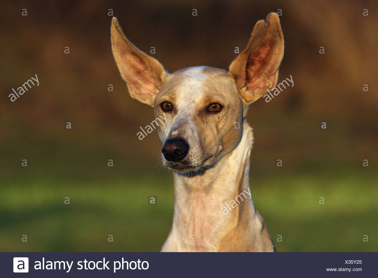 Podenco Canario High Resolution Stock Photography And Images Alamy