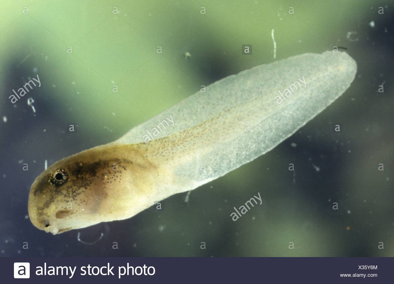 Animals Without Legs High Resolution Stock Photography and Images Alamy