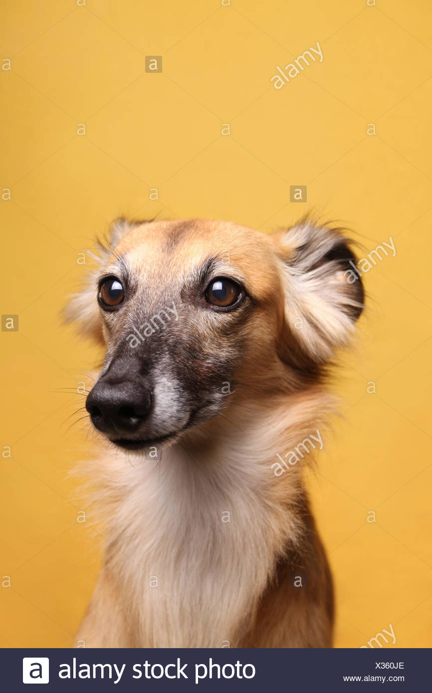 Longhaired Whippet Or Silken Windsprite Whippet Portrait Stock