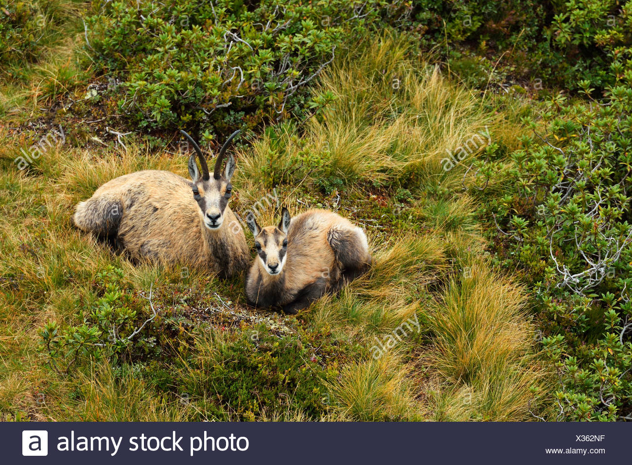 Alaska Department of Fish and Game Environment