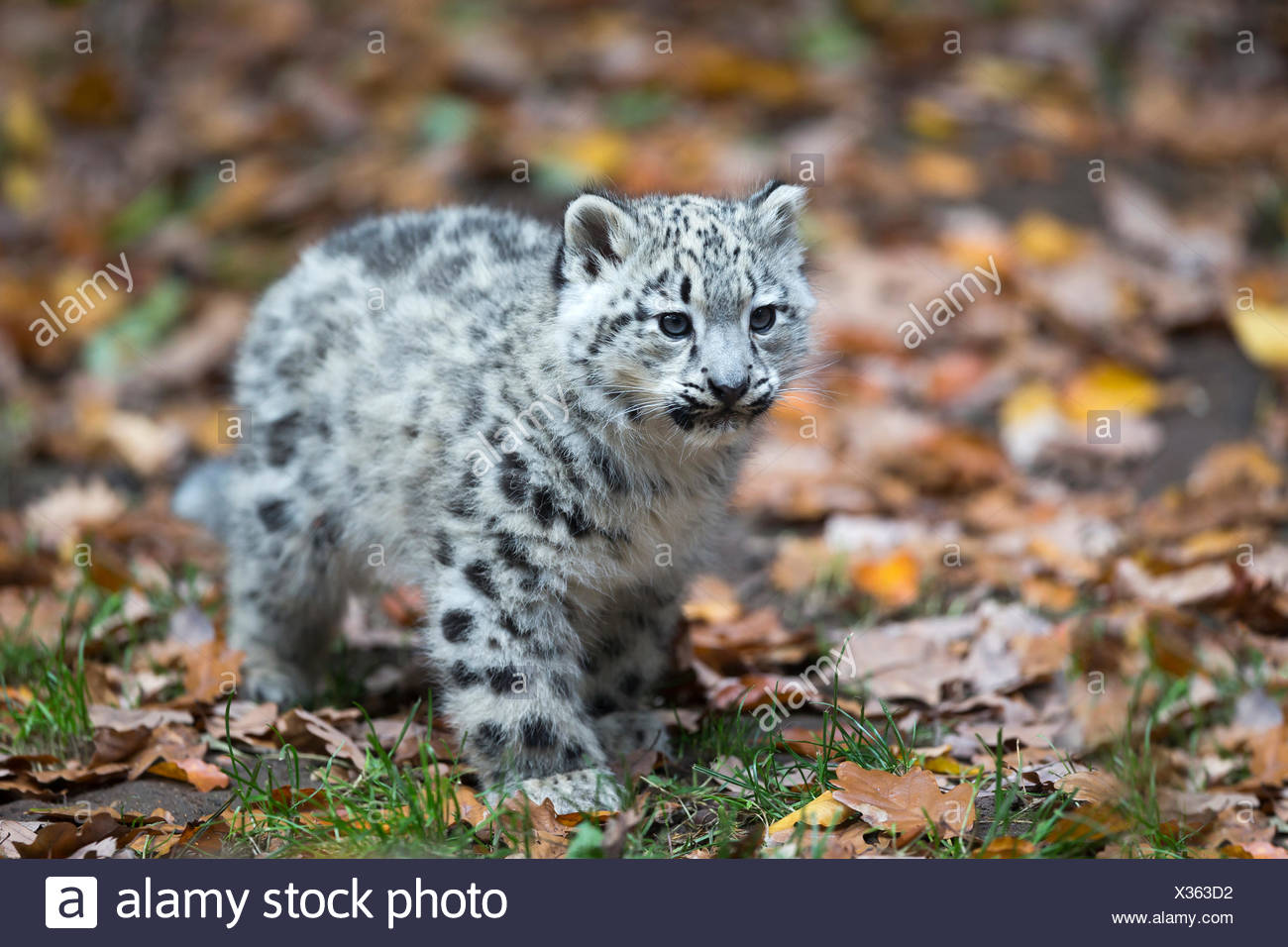 Baby Leopard High Resolution Stock Photography And Images Alamy