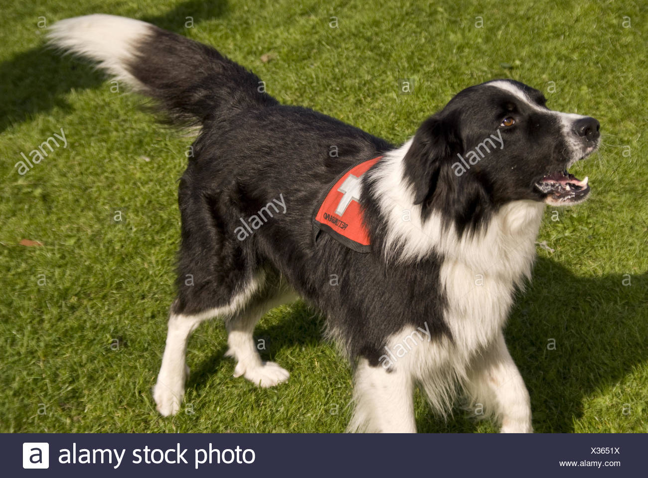 Rescue Dogs Squadron Stock Photo